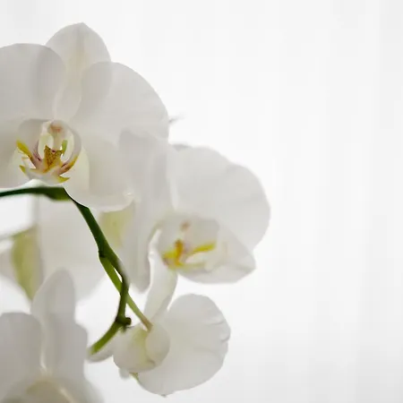 Am Roemerwall 마인츠