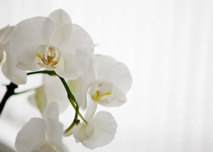 Am Roemerwall Mayence